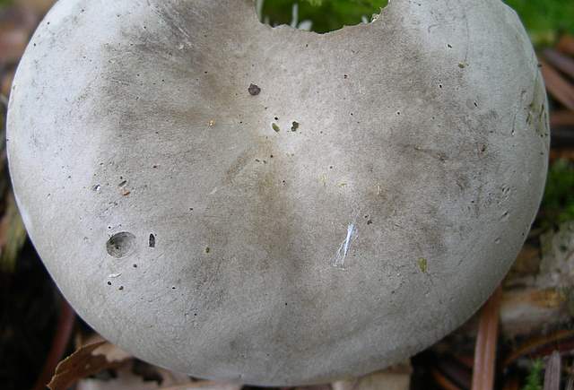I  Funghi della collina pianeggiante